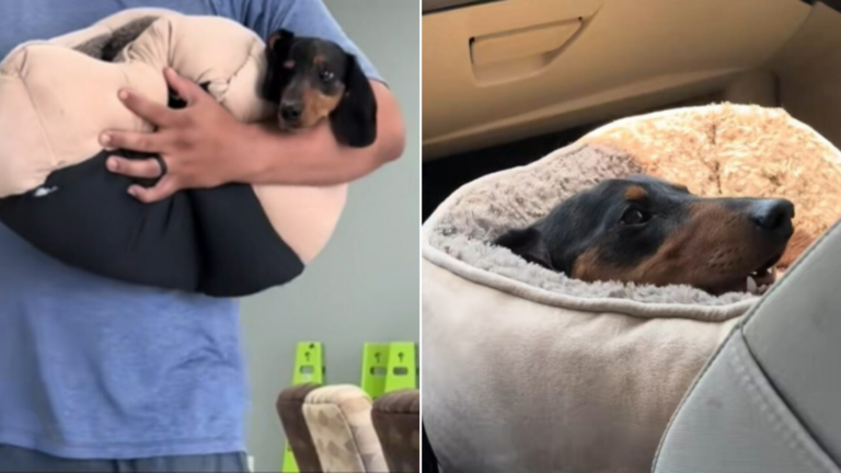 dachshund dog