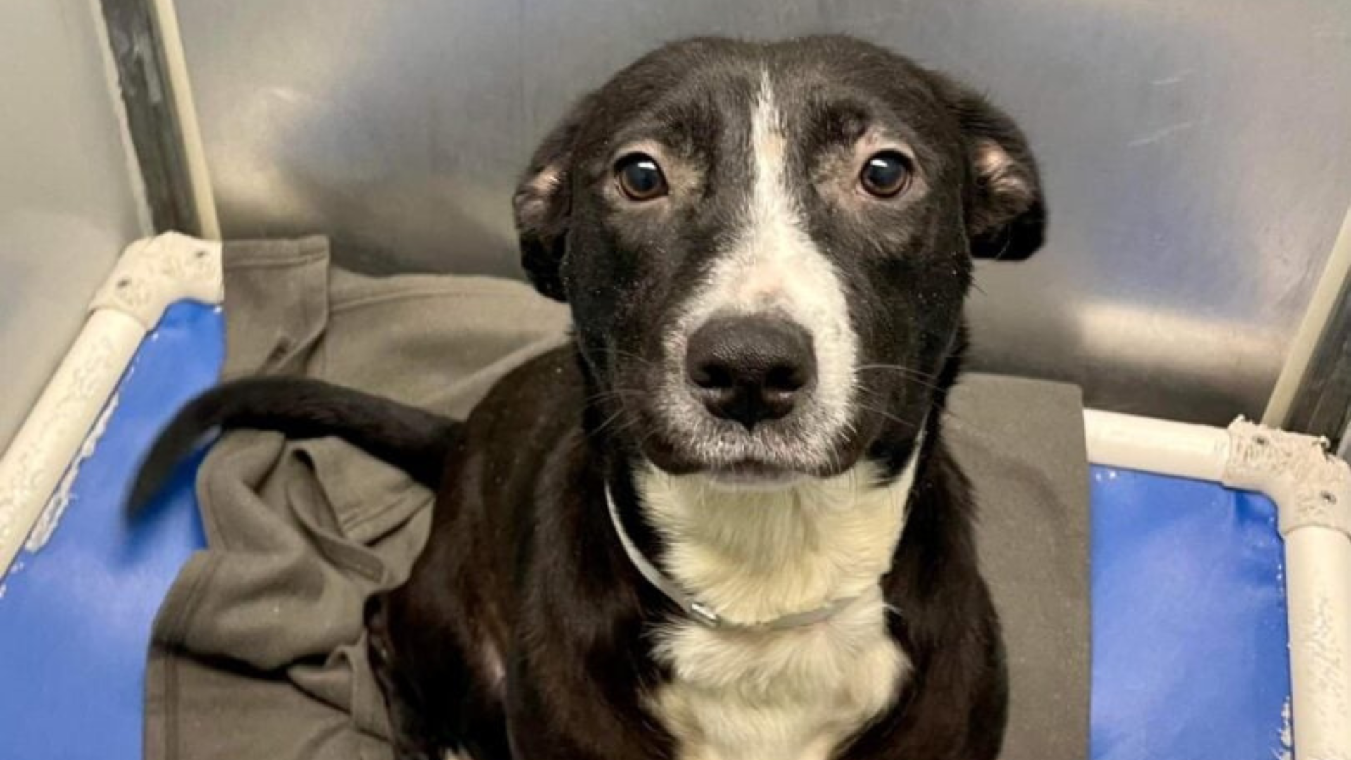 dog at shelter