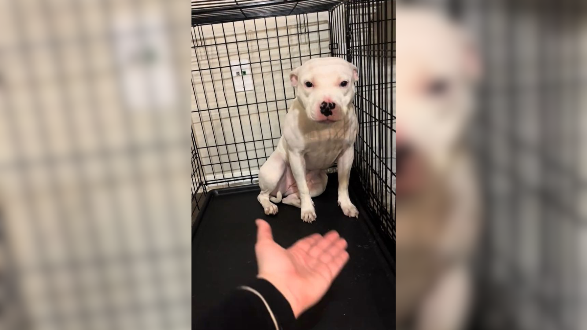 dog in shelter