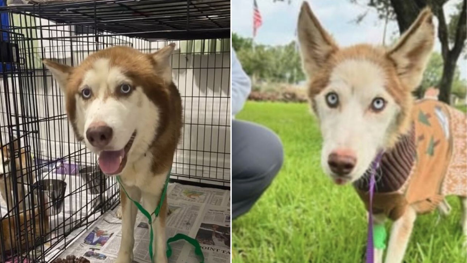 beautiful senior dog