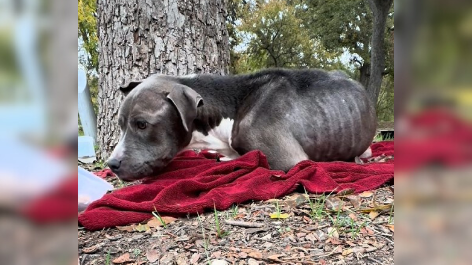 dog lying on red blanket