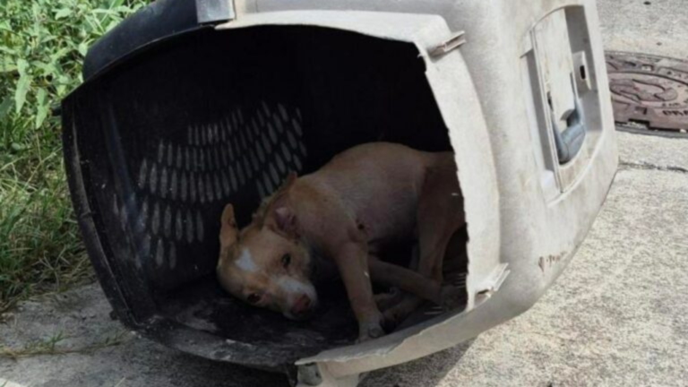 dog in abandoned crate