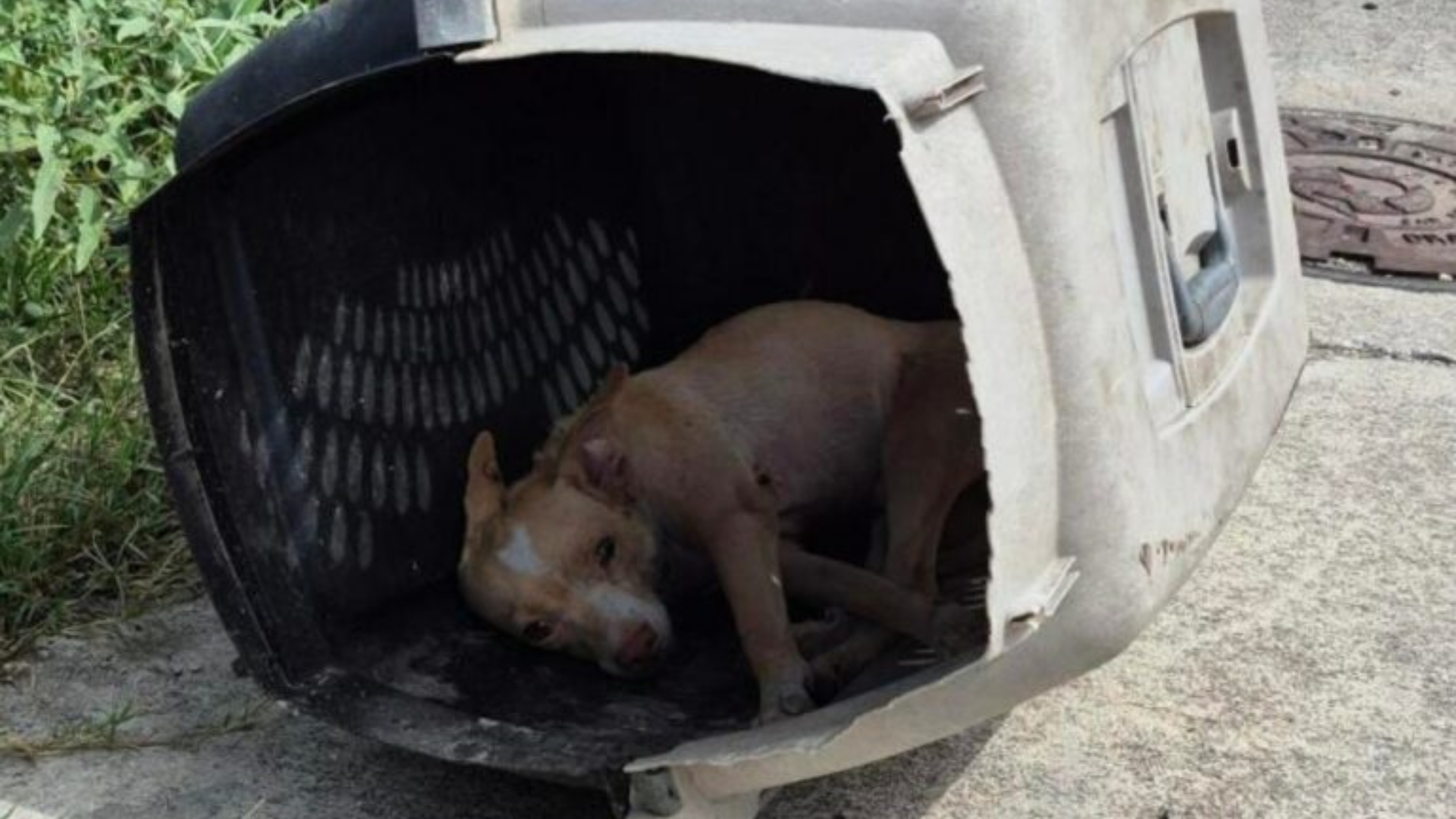 dog in abandoned crate