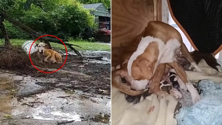 pregnant senior dog