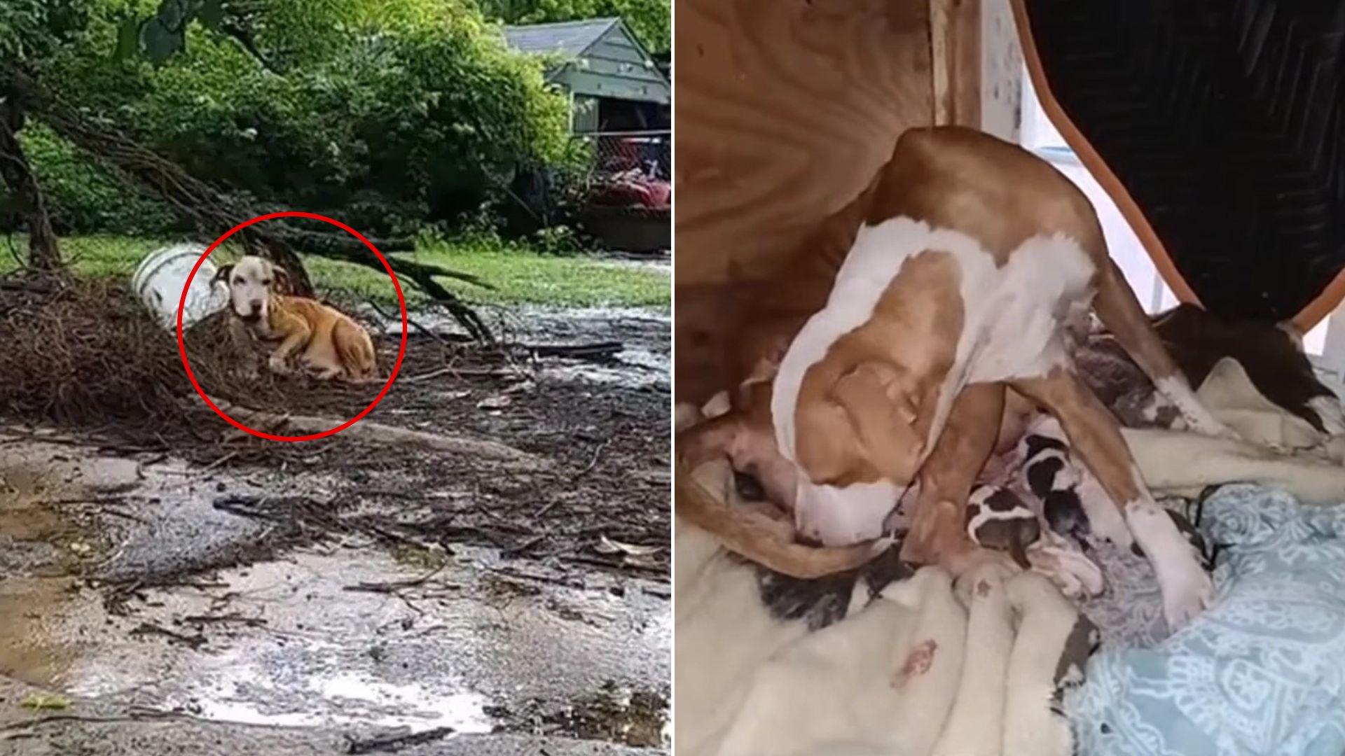 pregnant senior dog