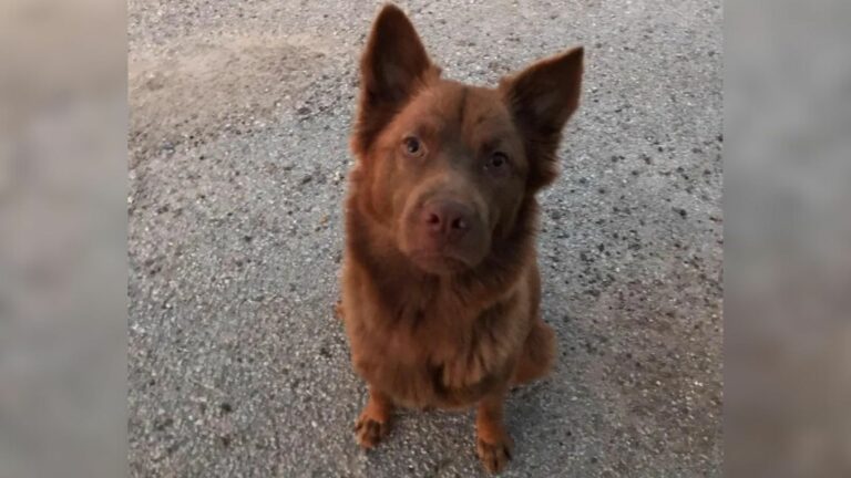 sweet brown dog