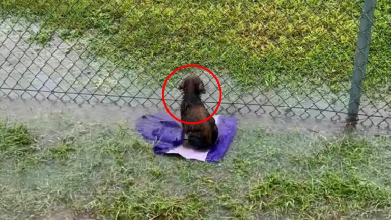 soaked puppy