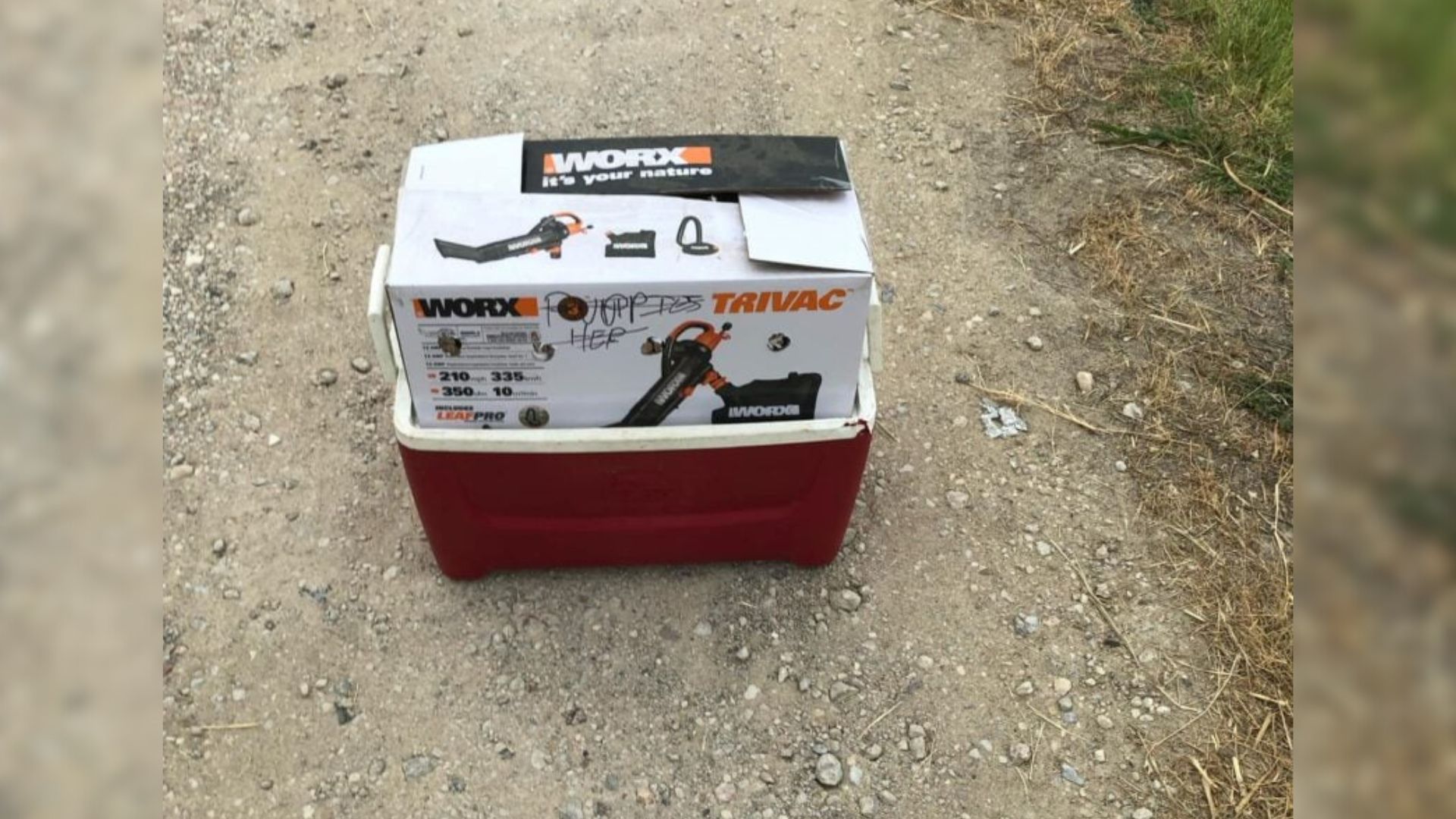 abandoned cardboard box