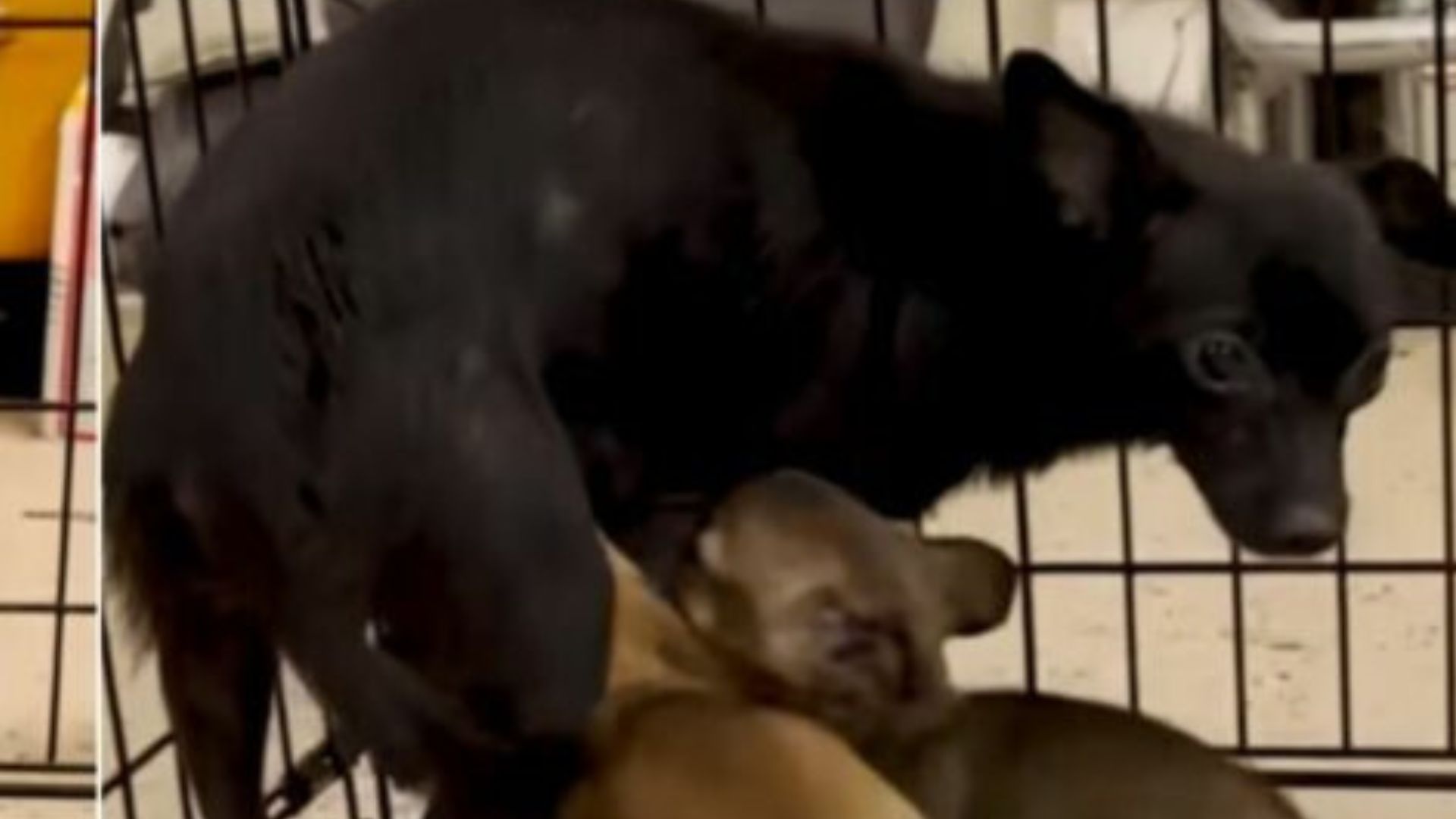 mother dog feeding puppies