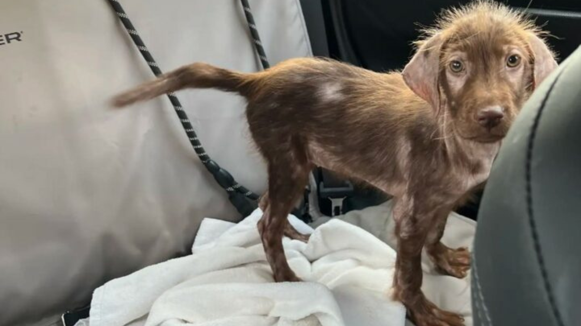 dog with mange