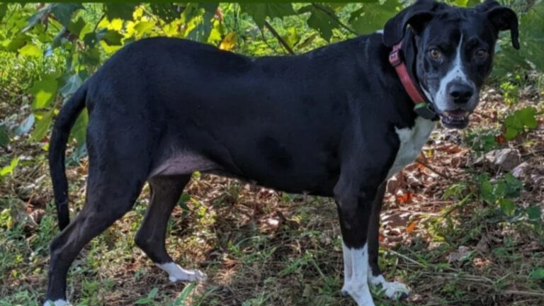 black and white dog