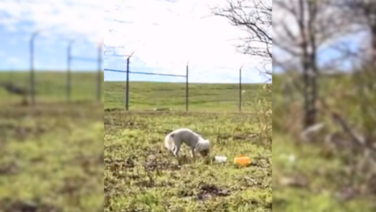 stray dog on field