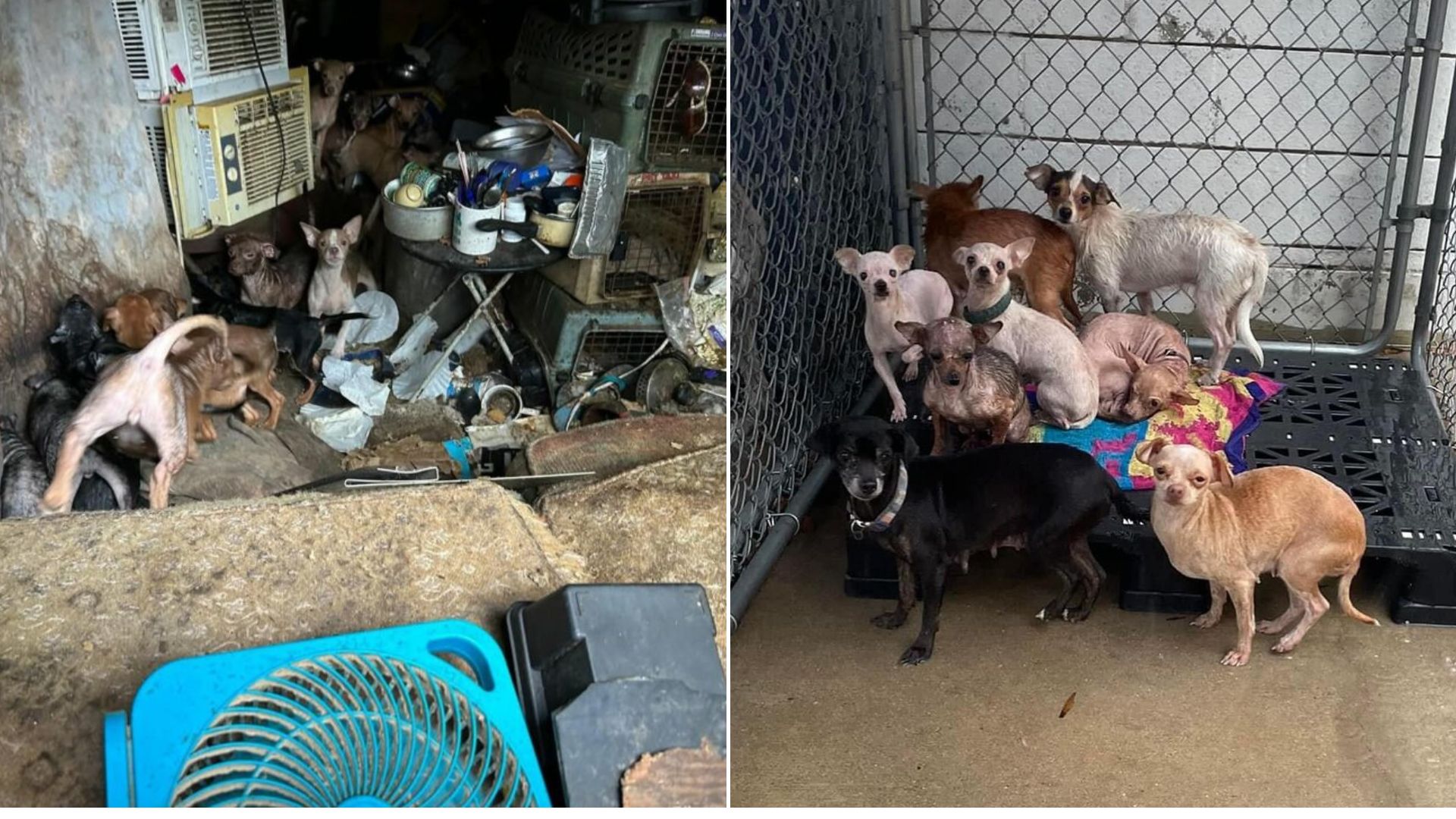 abandoned chihuahuas