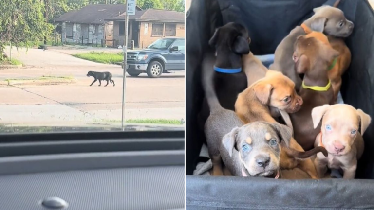 stray puppies