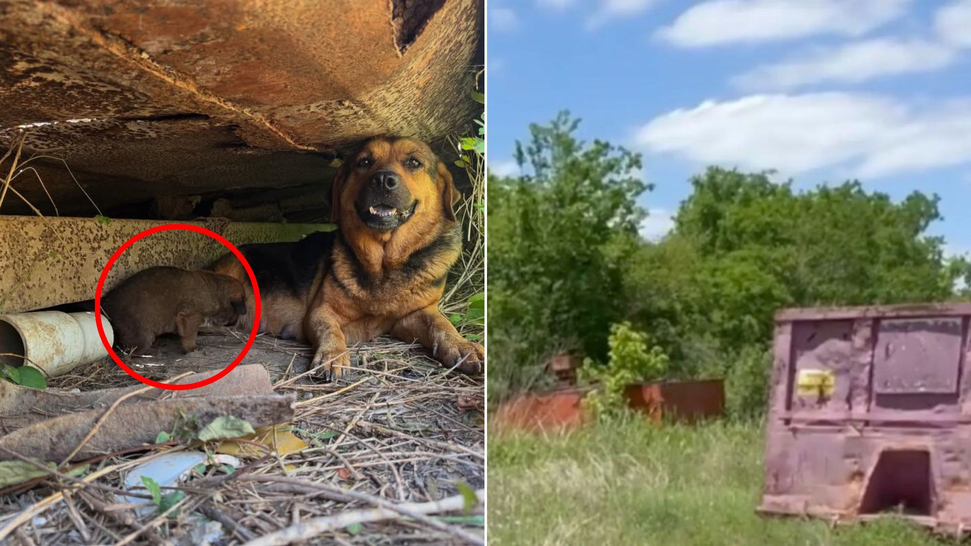 mother dog under dumpster