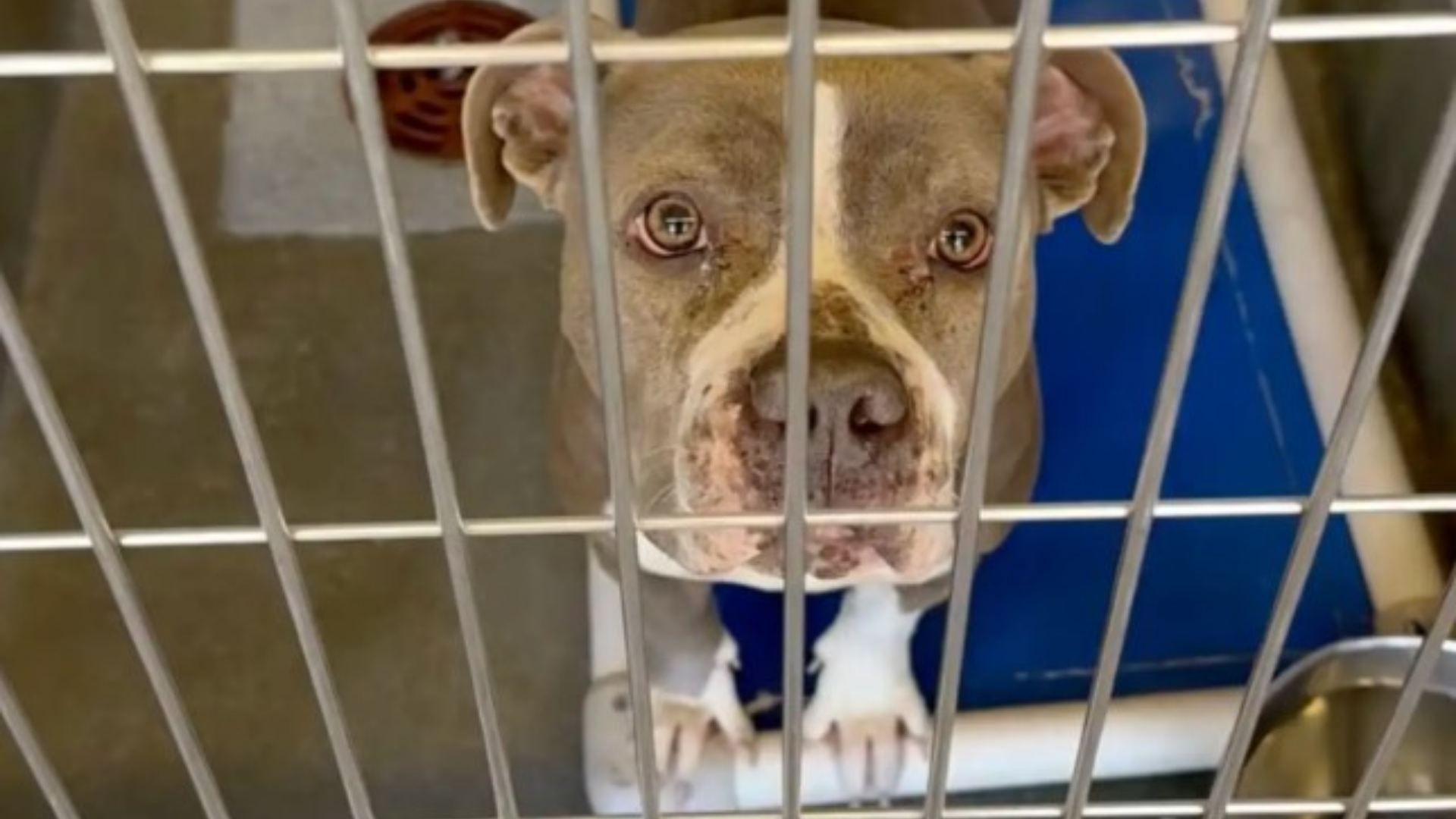 dog in shelter cage