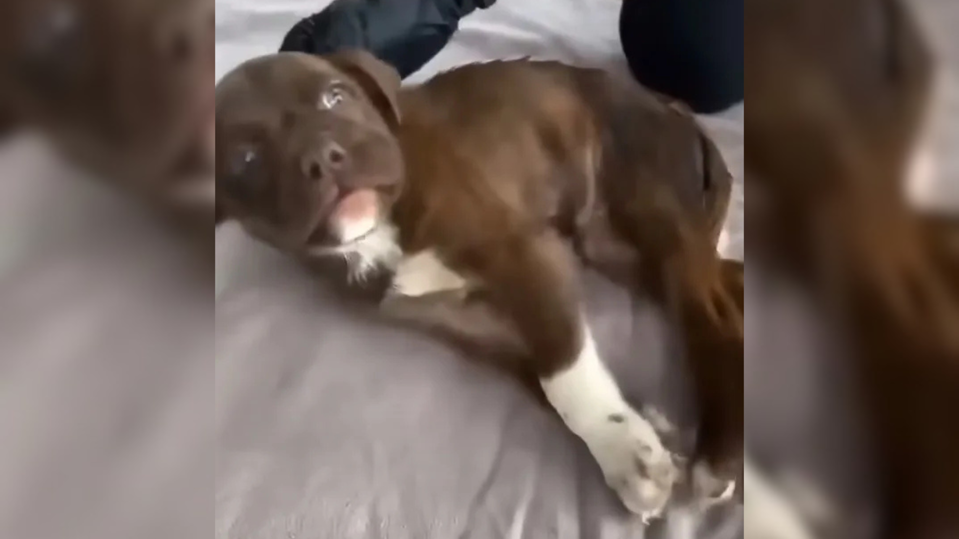 small brown puppy