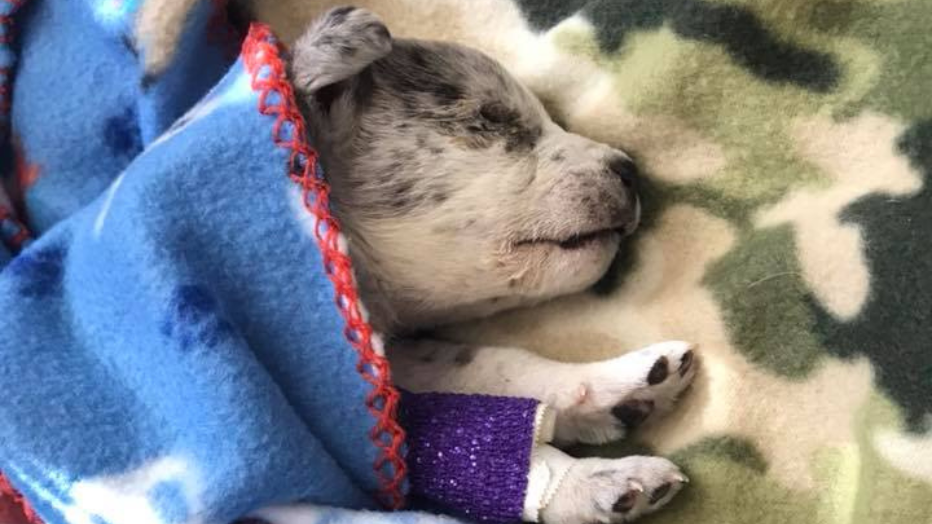 small sick puppy