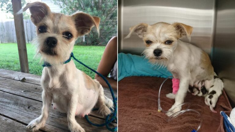 frail tiny dog