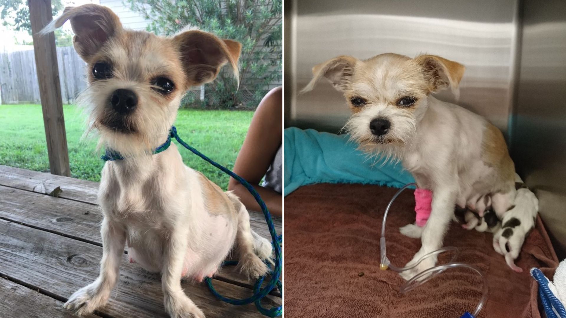 frail tiny dog