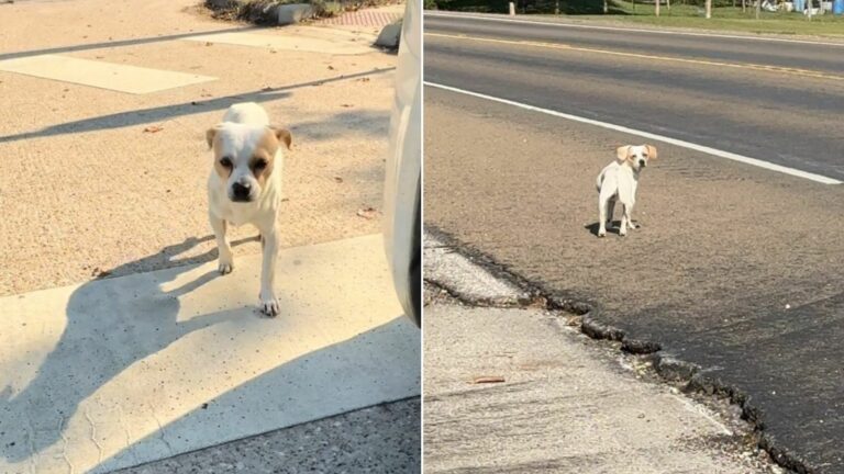 dog on road