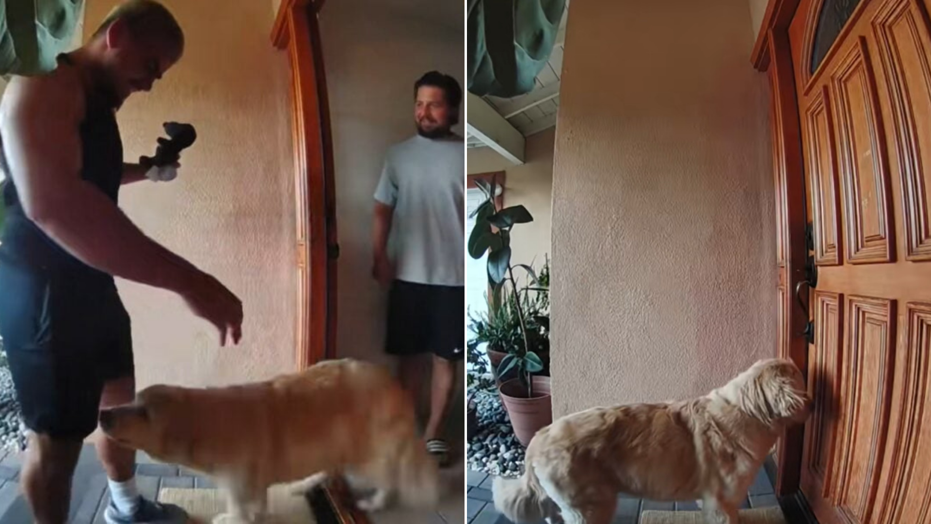 dog outside door