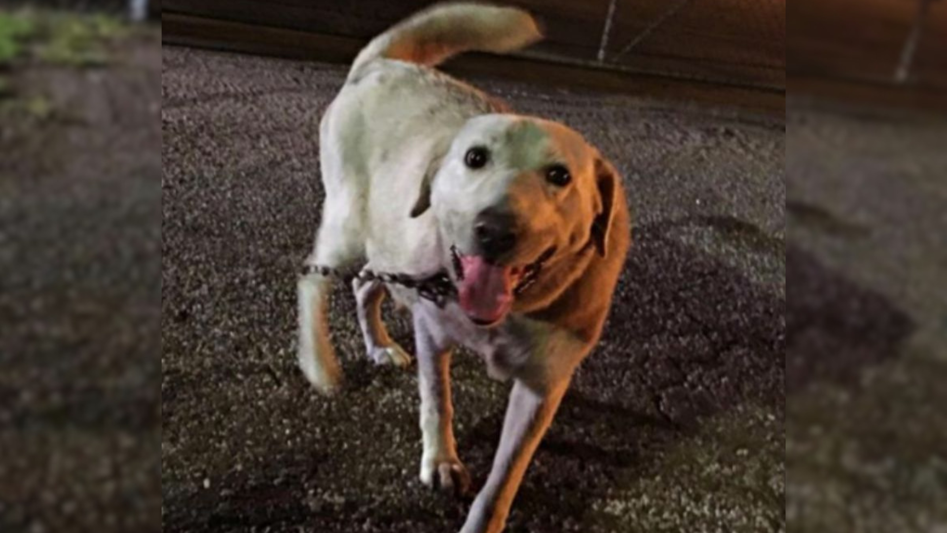 dog on the street