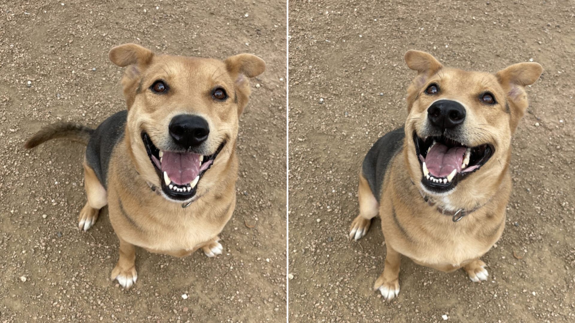 happy dog