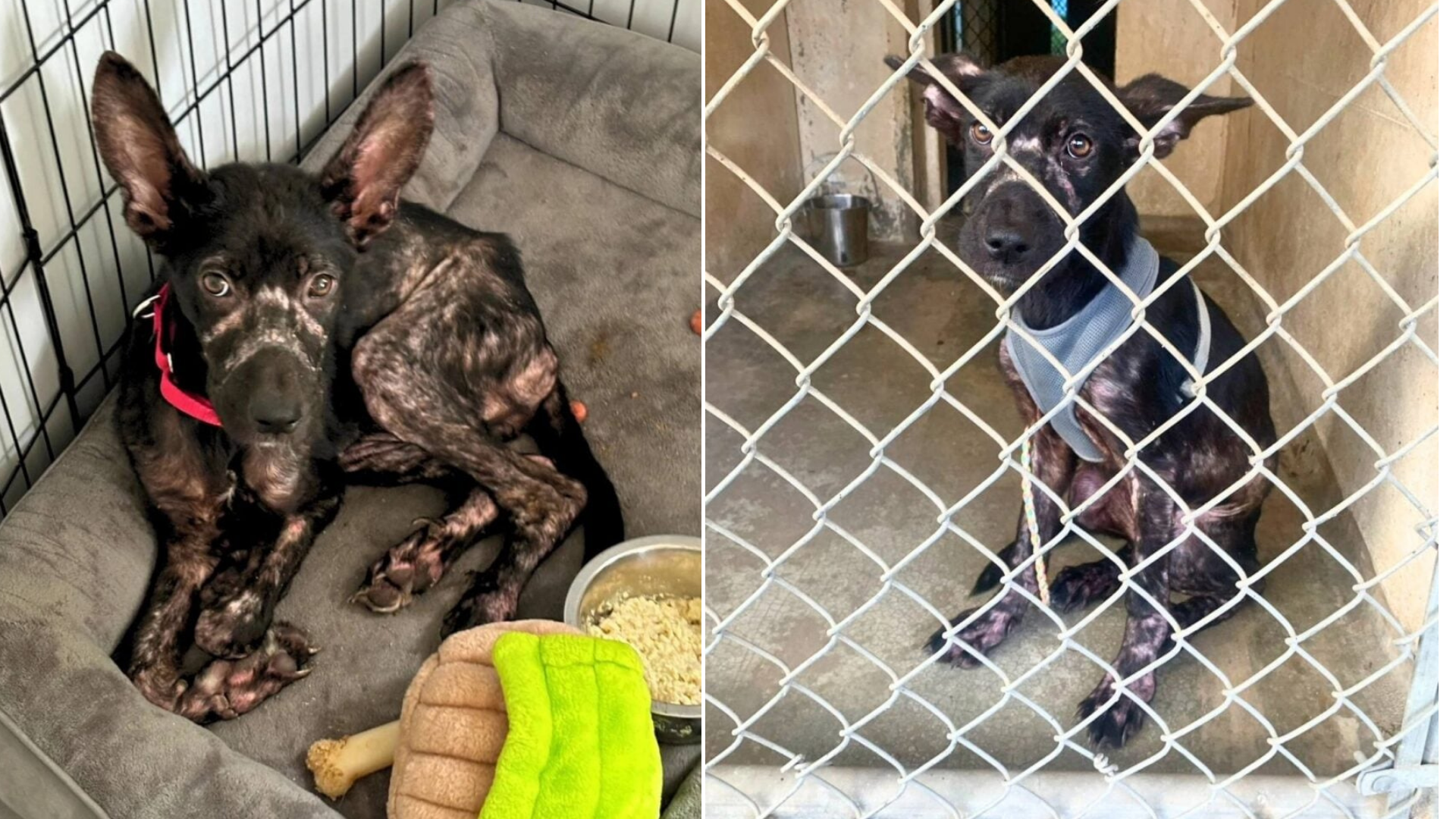 puppy in shelter