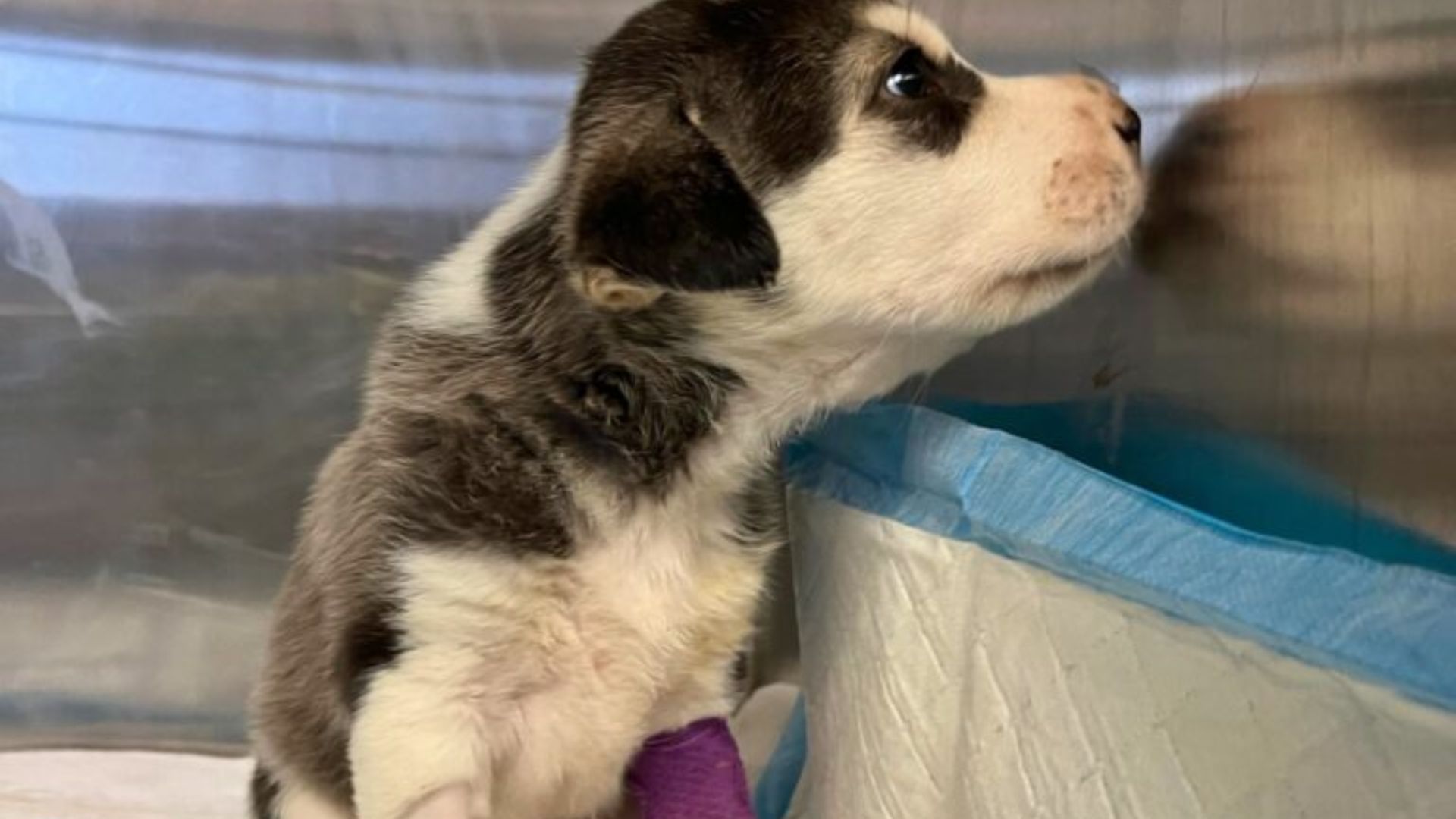 sweet tiny puppy