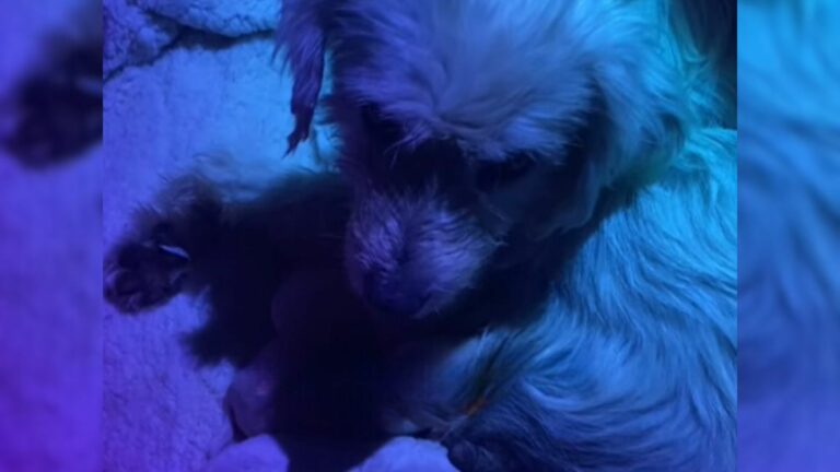 mother dog with puppies