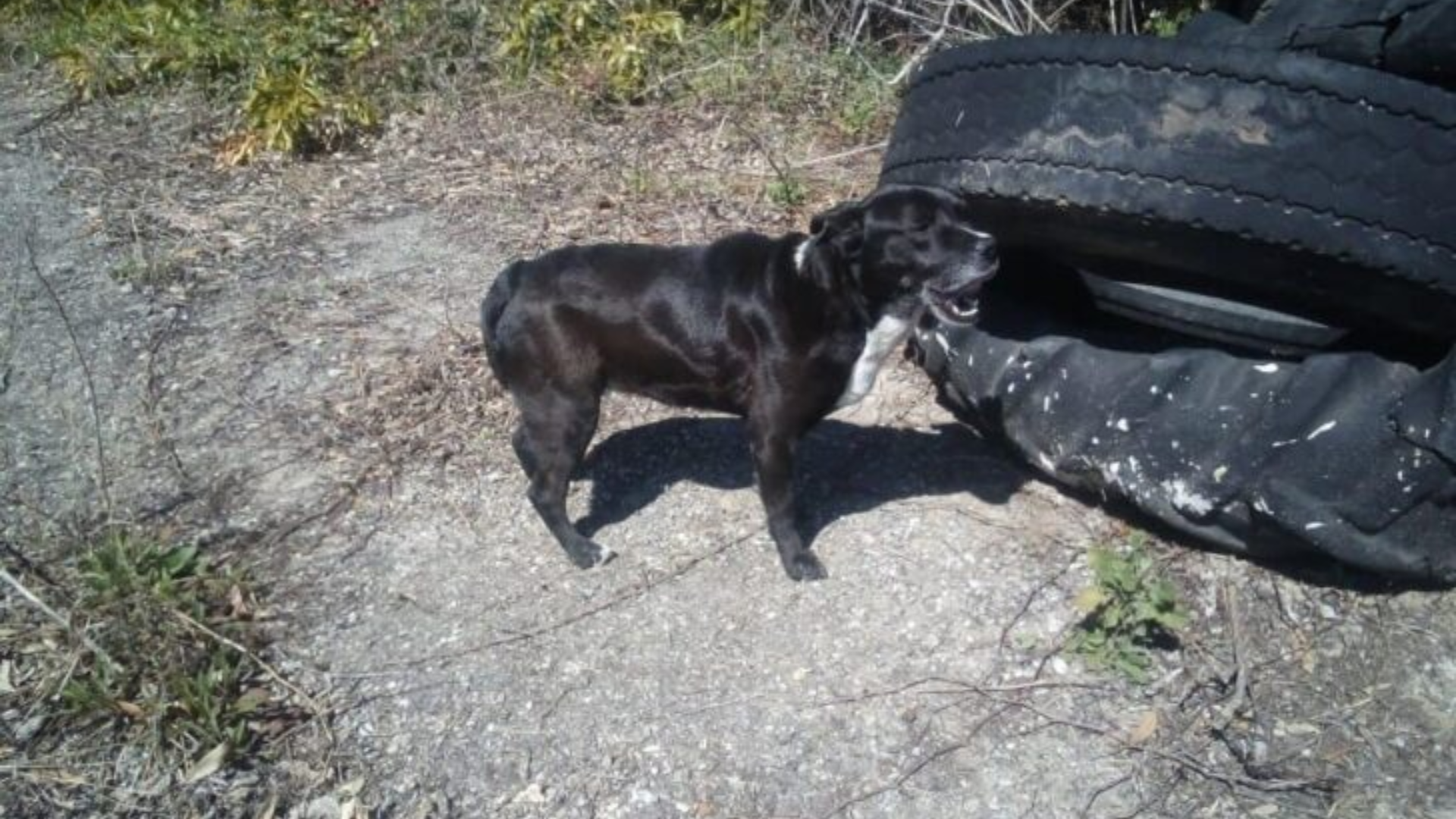 stray dog