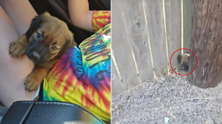 puppy behind pole