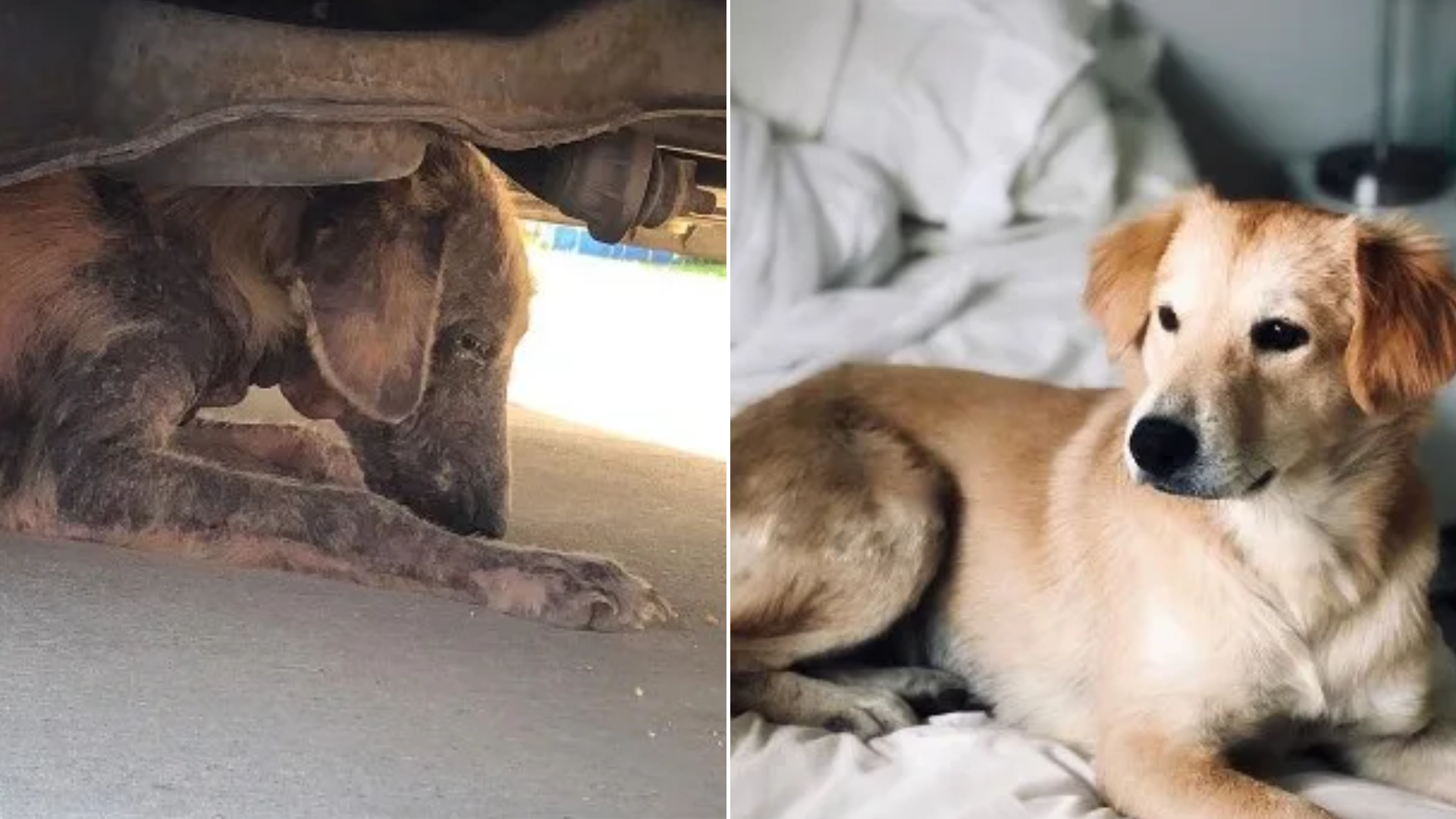 dog before and after