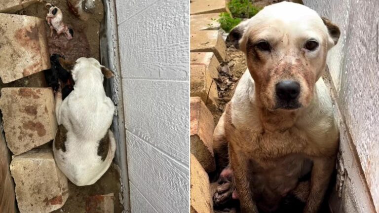 senior white dog