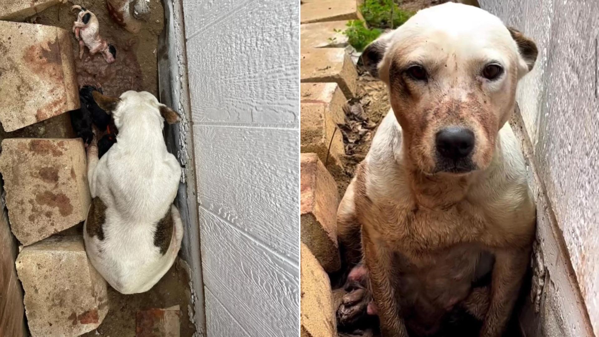 senior white dog