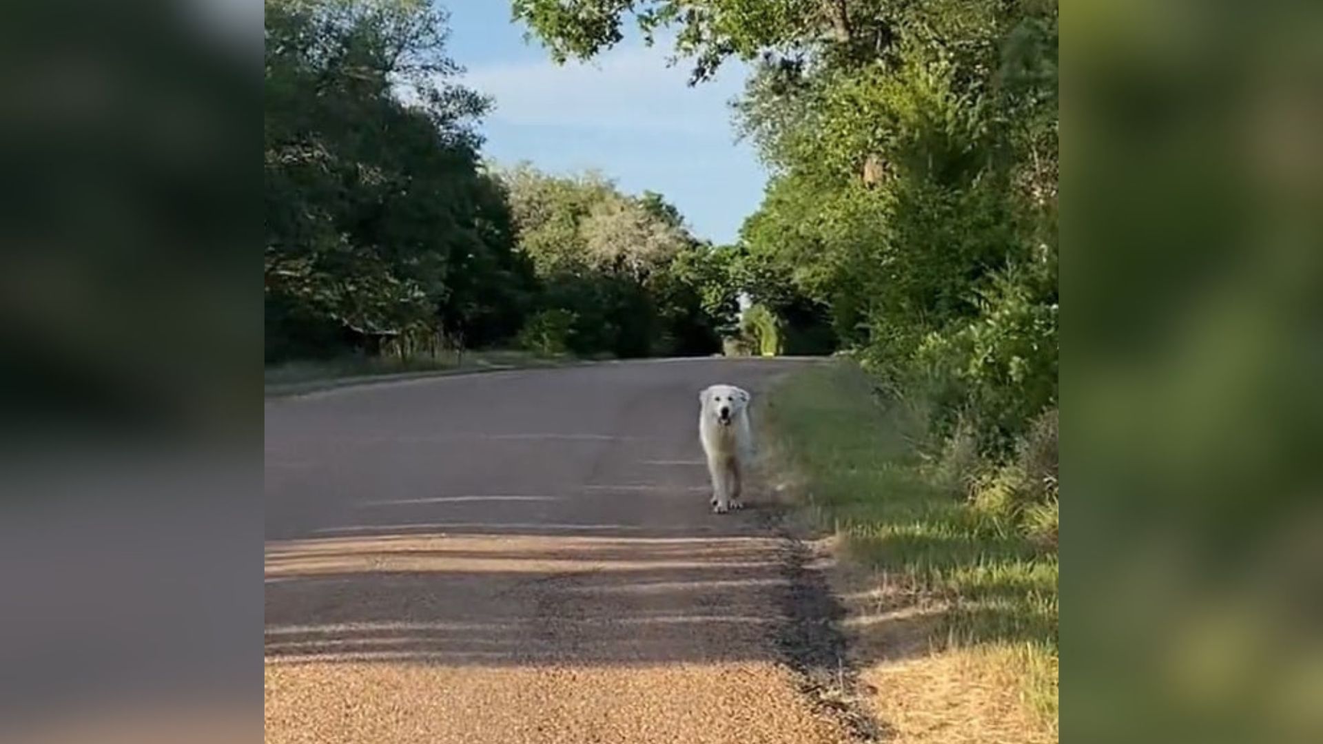 dog on road