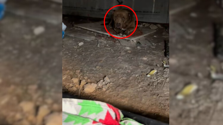 Texas Woman Saved A Stray From A Cabin And Woke Up To A Second Surprise