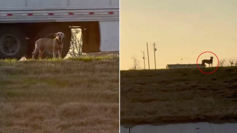 dog near highway
