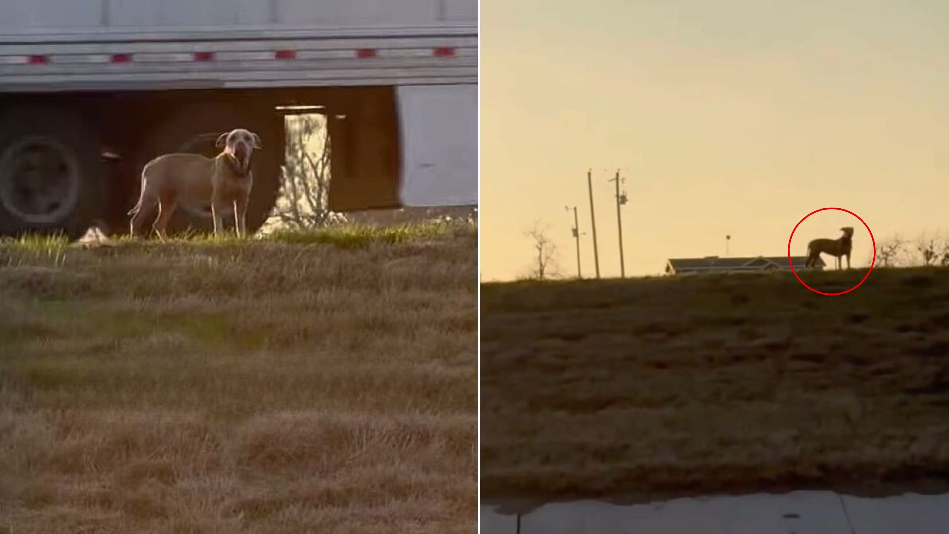 dog near highway