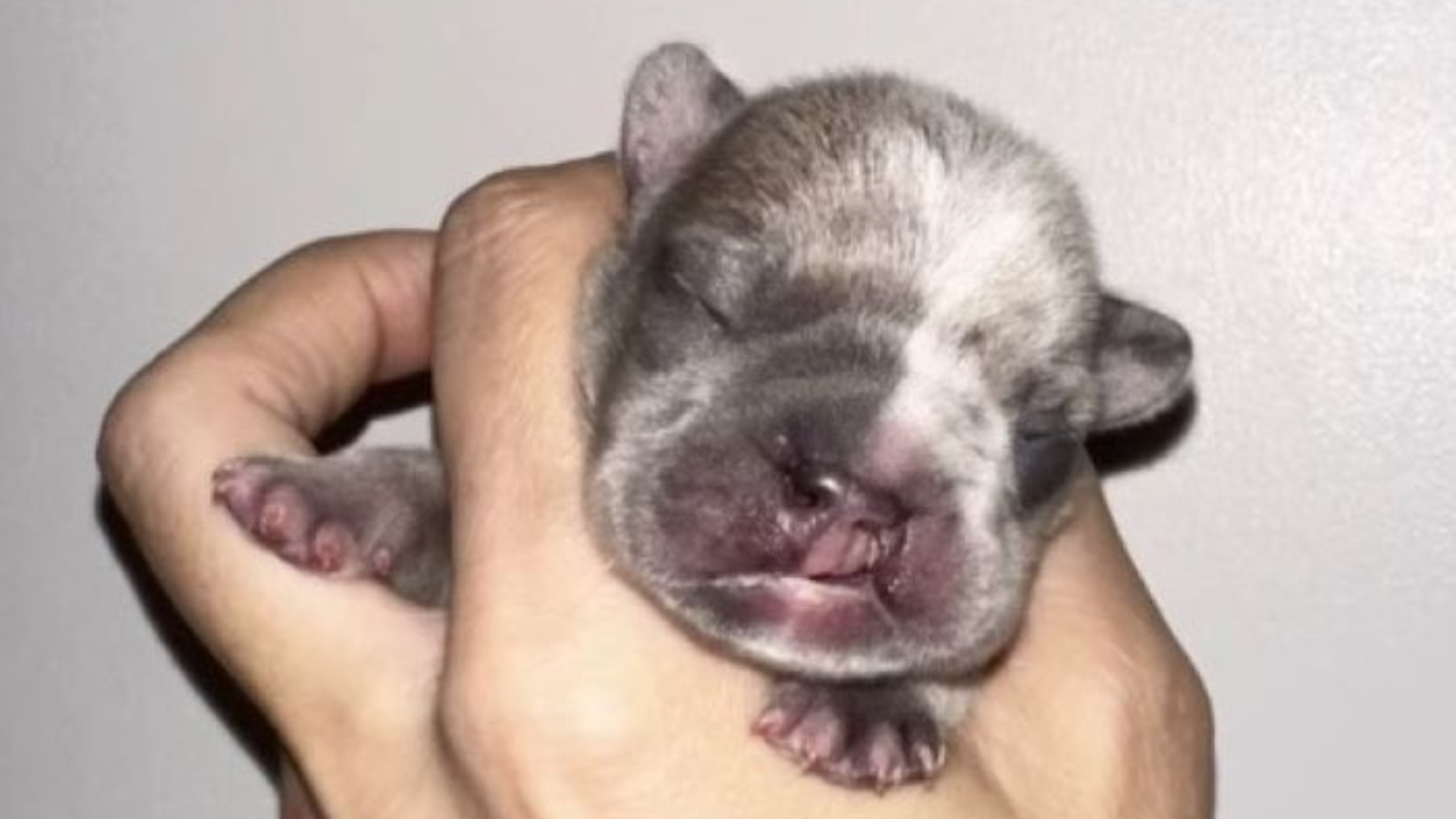 tiny newborn puppy