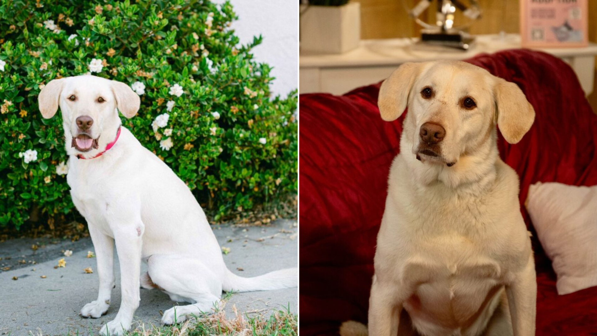 white dog