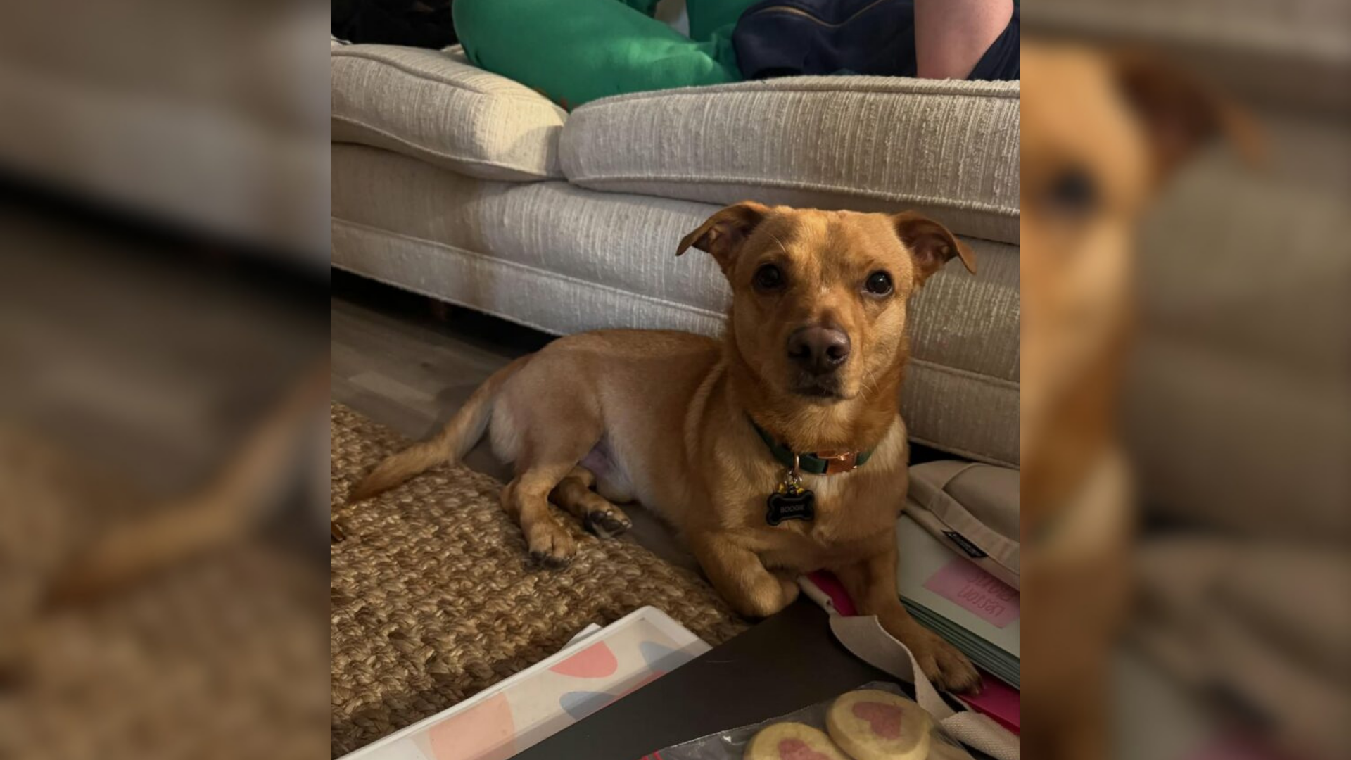 dog lying on carpet