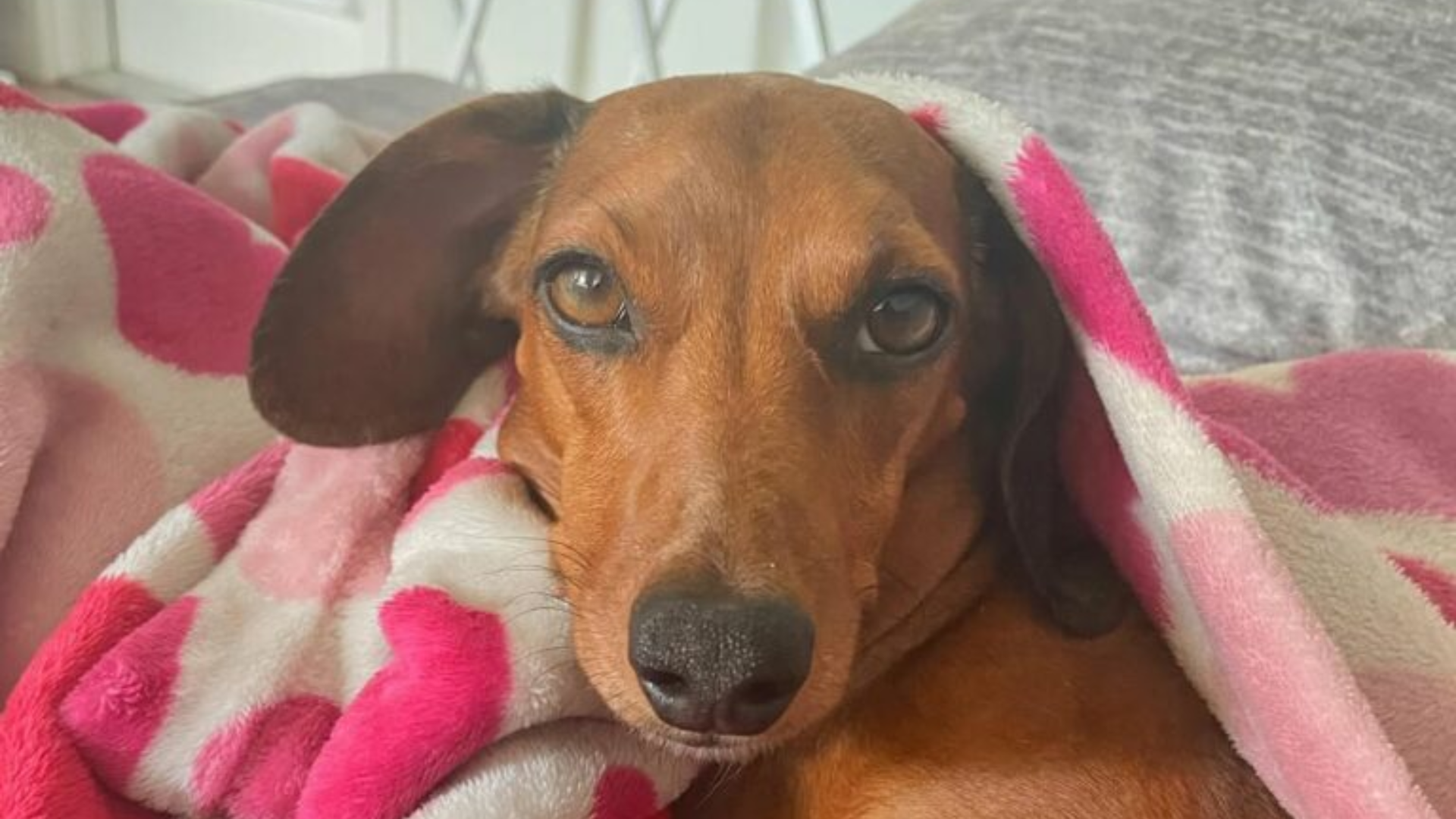 brown dog in blanket
