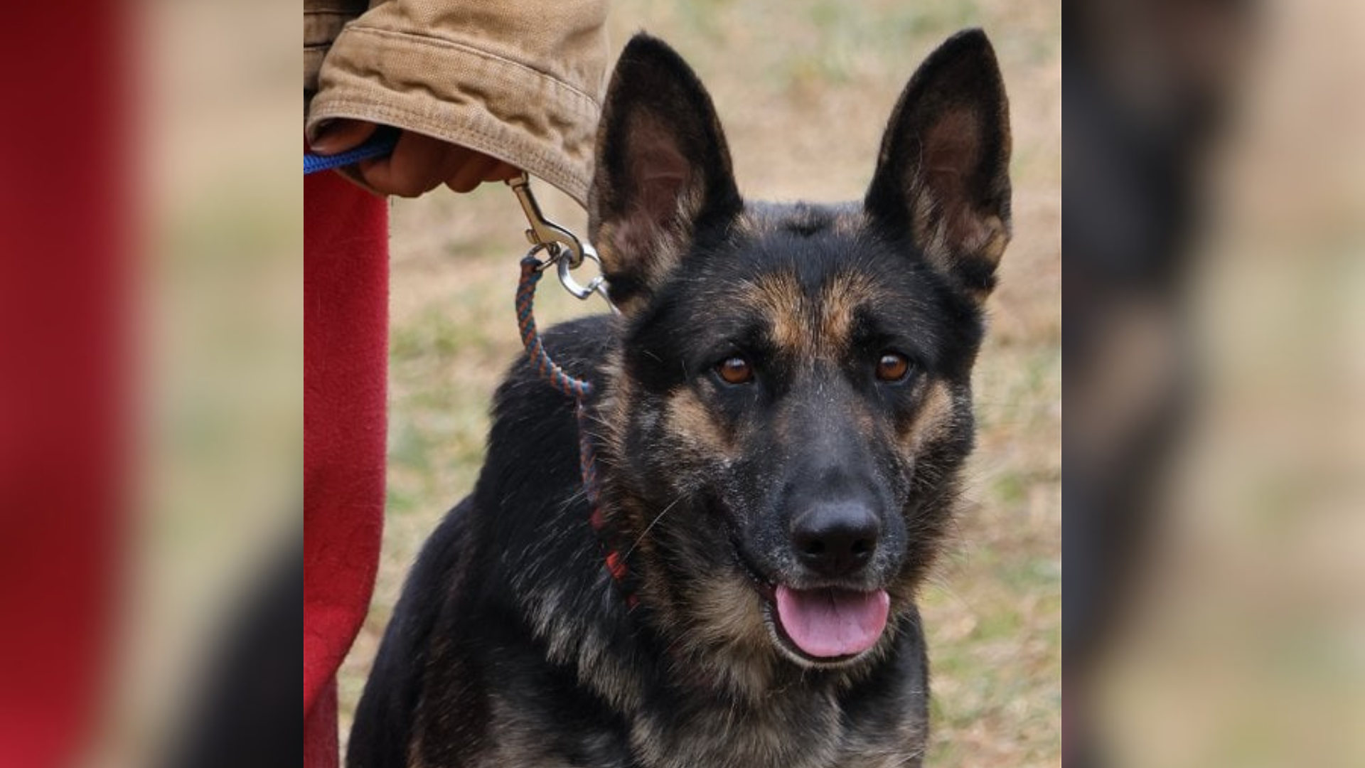german shepherd dog