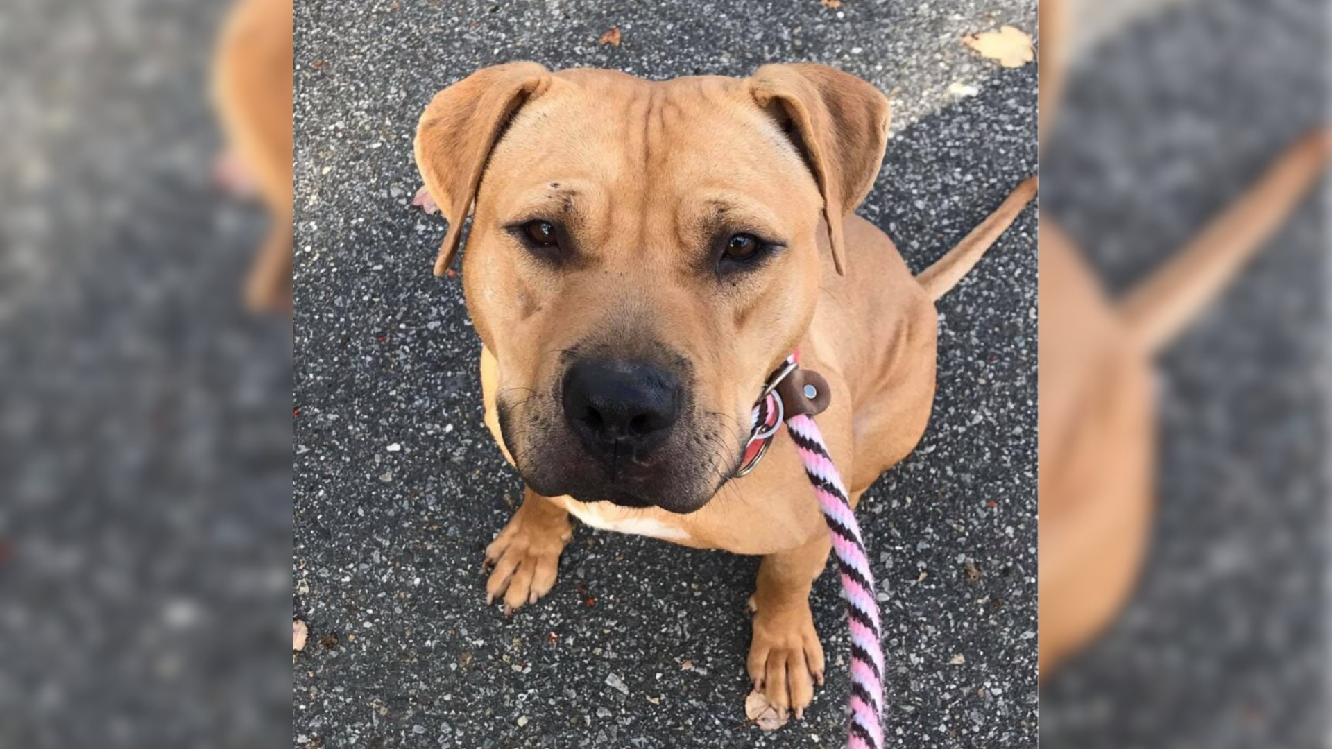 dog with pink leash