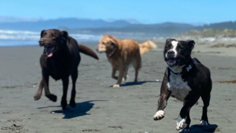 dogs on beach