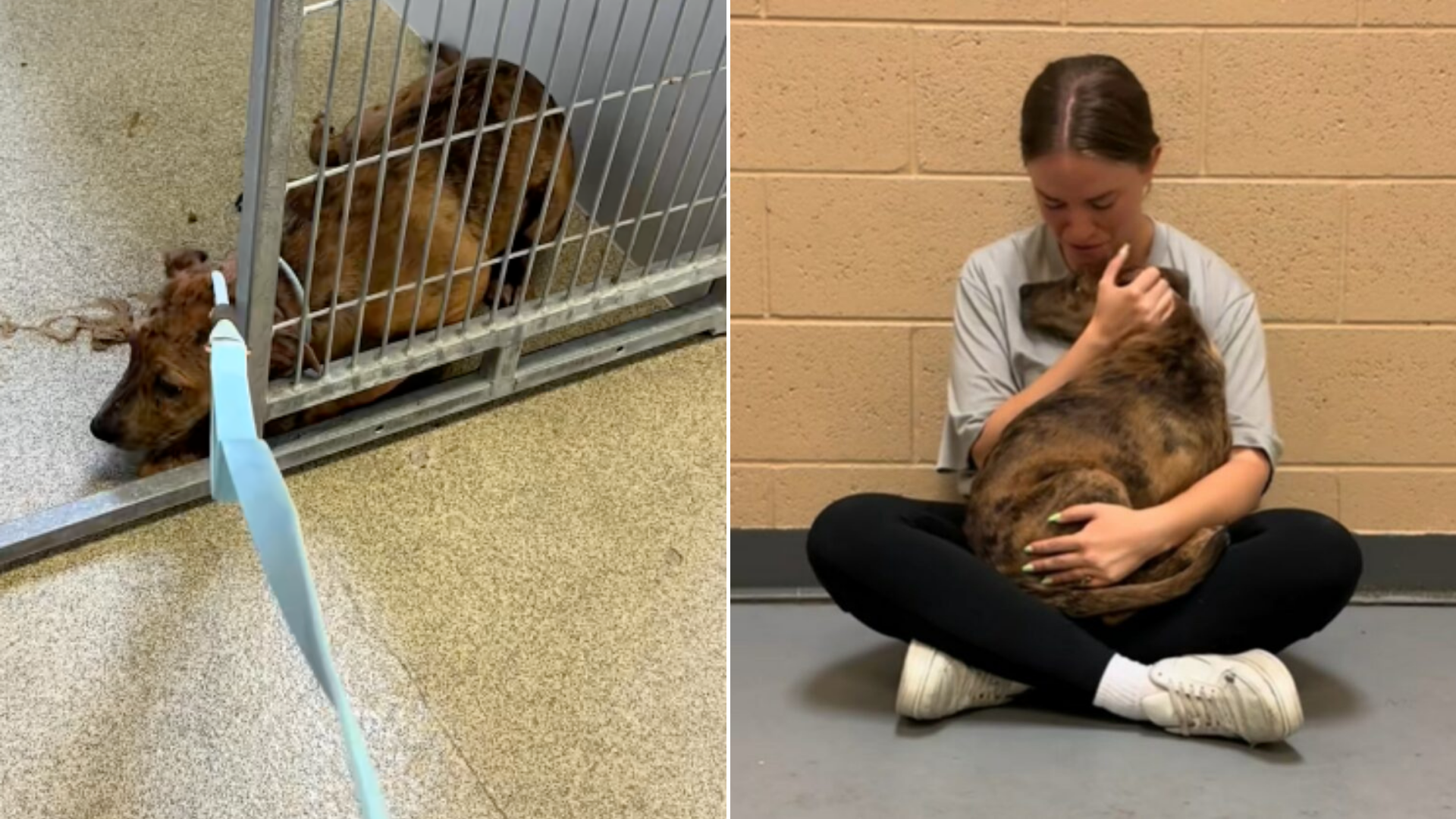 woman holding shelter dog