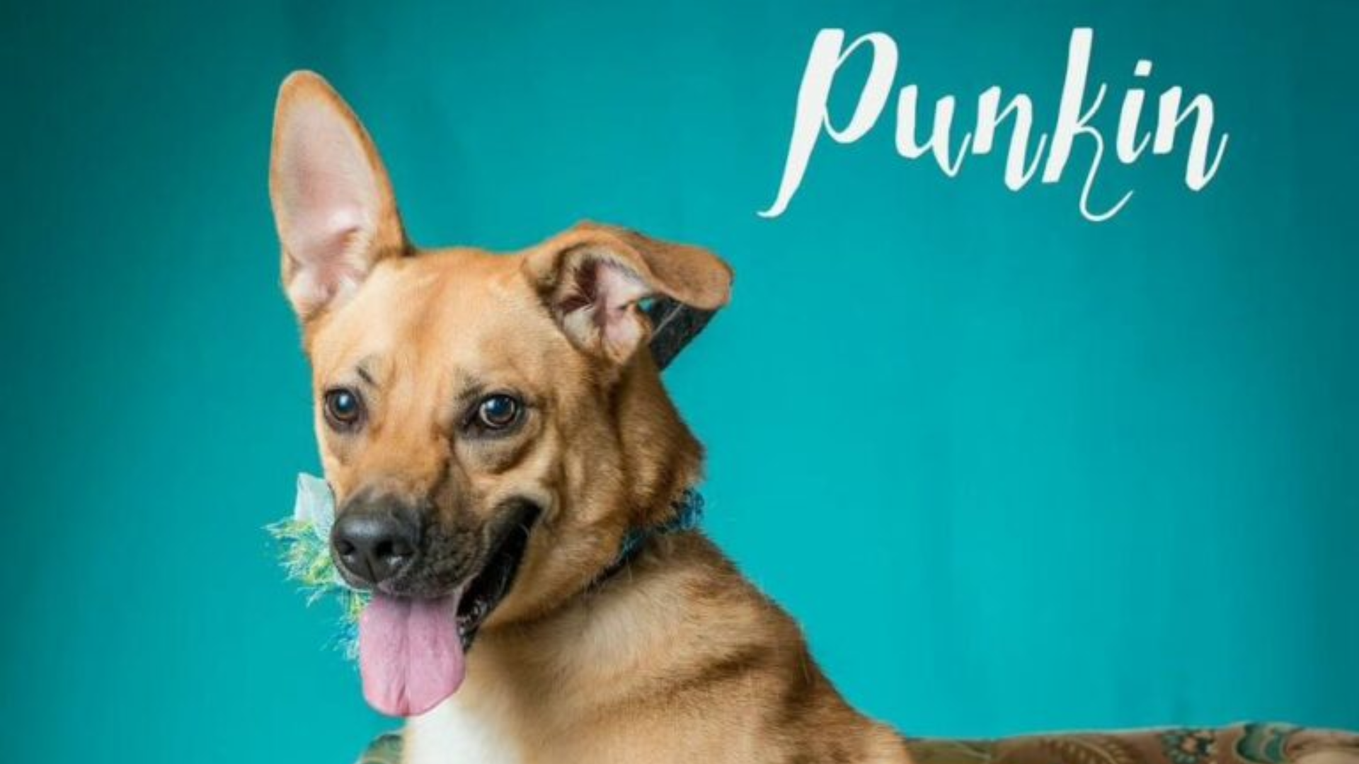 dog named punkin