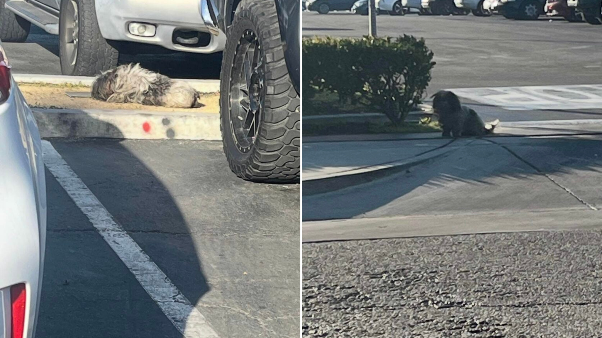 stray dog